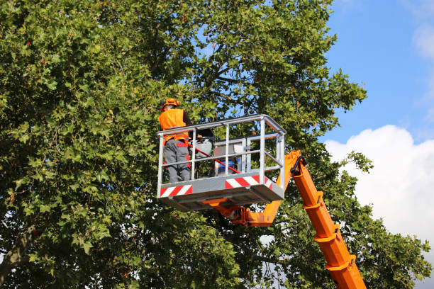 Large Tree Removal in Hudson, TX